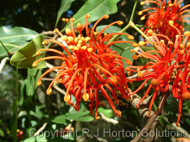 Stenocarpus sinuatus flower